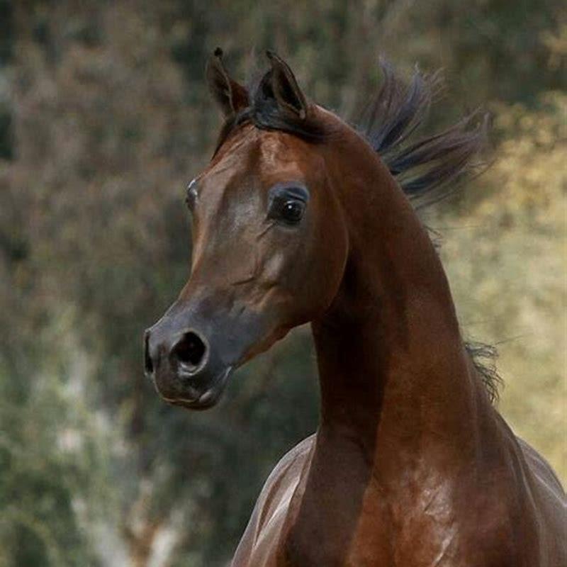 How big do Arabian horses grow?