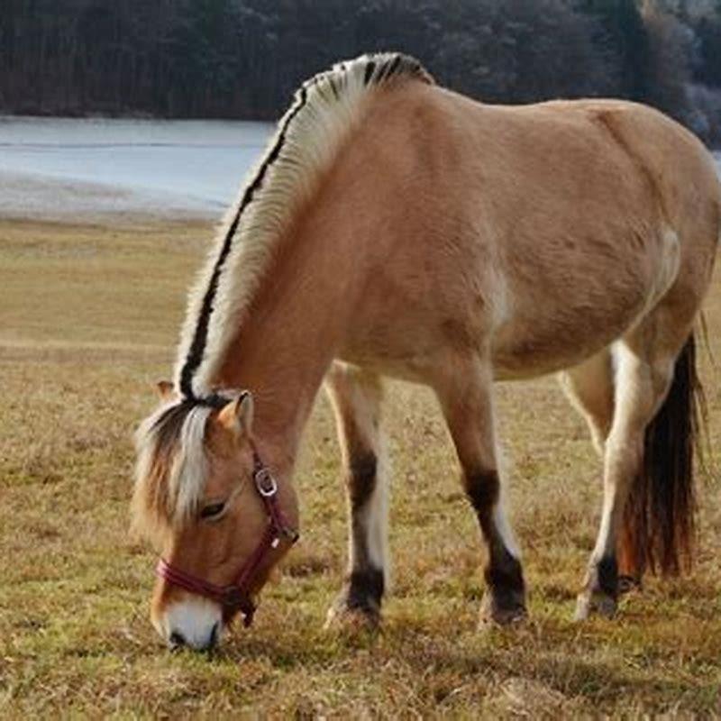 How big do Fjord horses get?