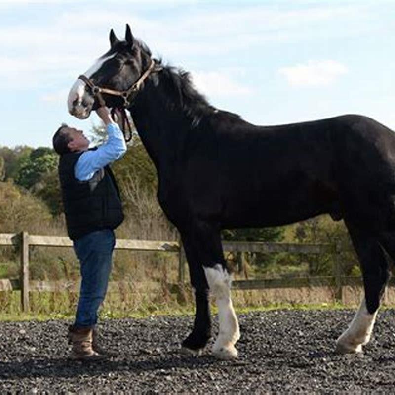 How big do Shire horses get?