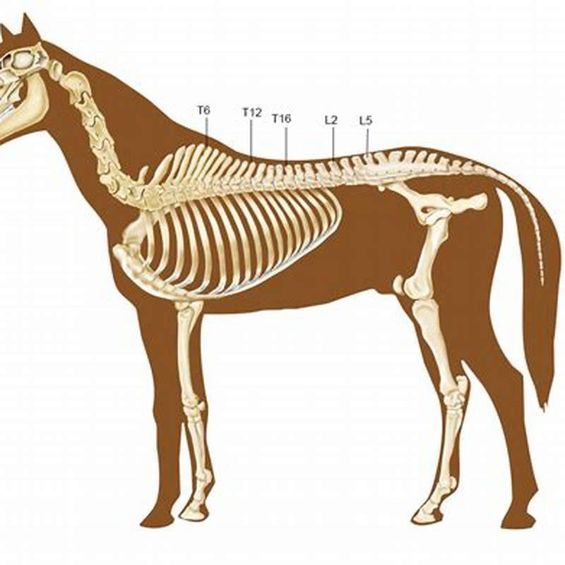 how-big-is-a-horse-vertebrae-diy-seattle