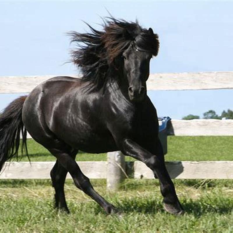 How big is a Newfoundland Pony?