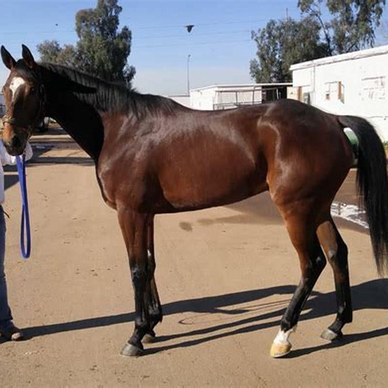 How big is a thoroughbred heart?