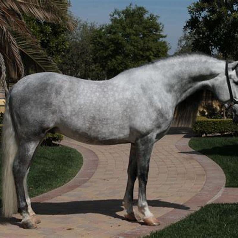 How big is a Warlander horse?