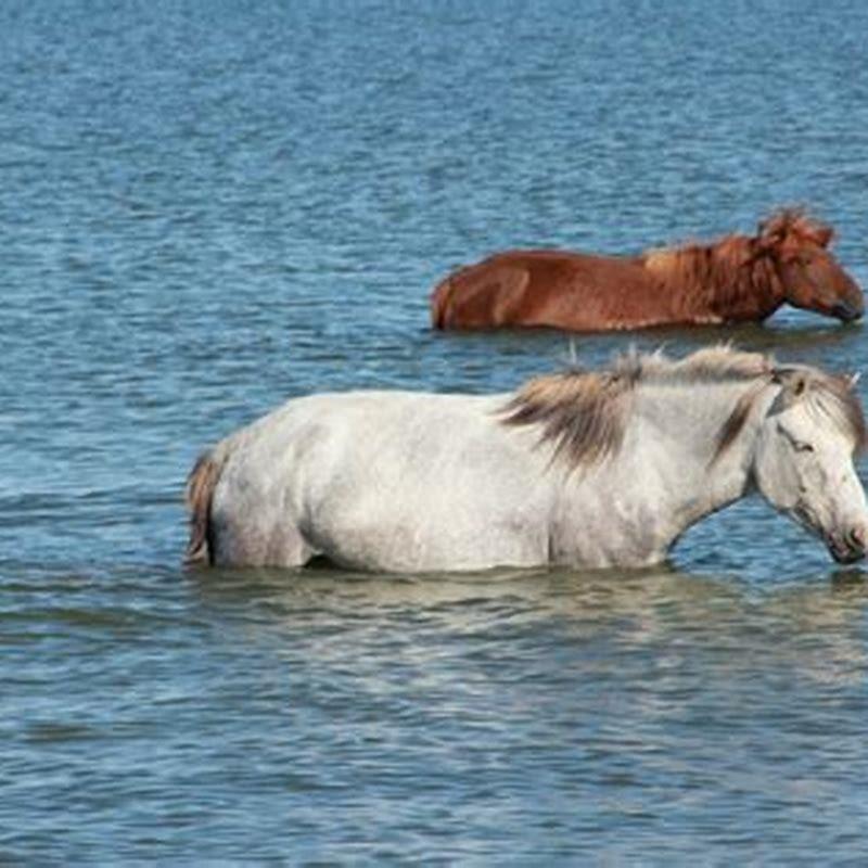How big is a water horse?