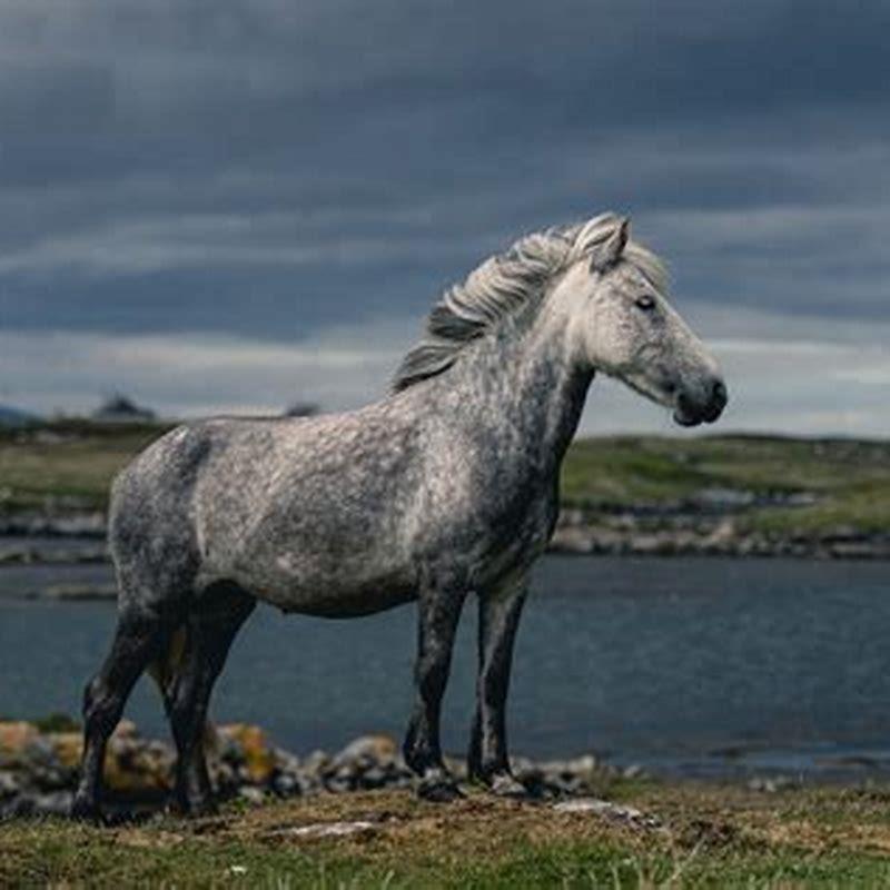 How big is an Eriskay Pony?