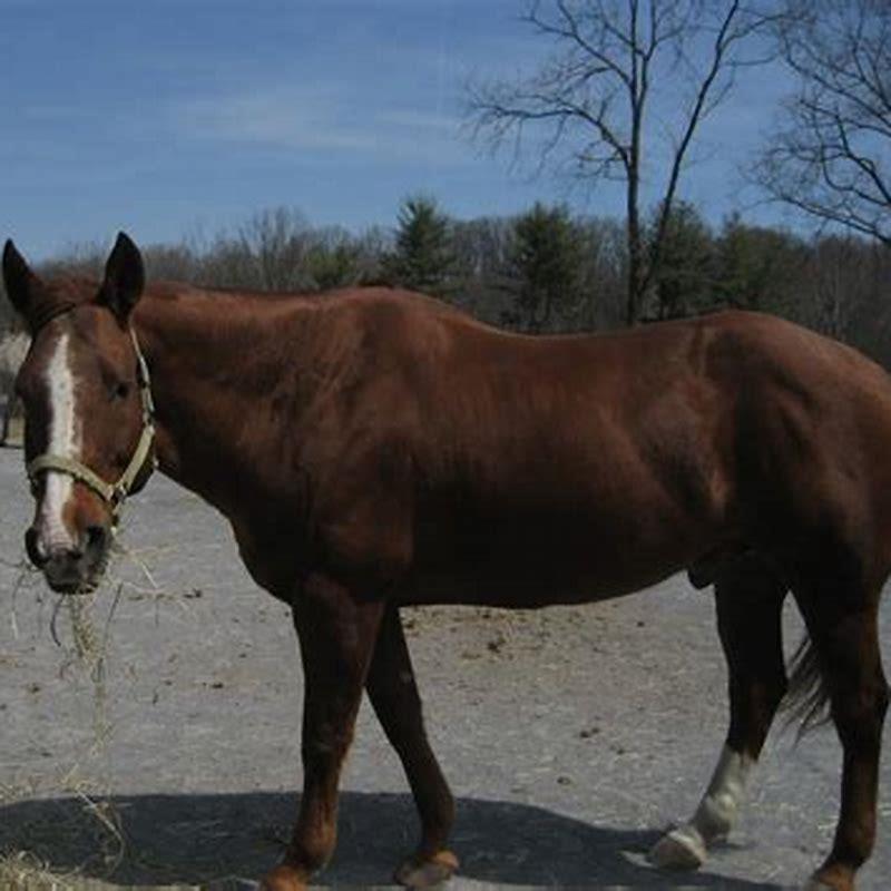 How can you tell if your horse is pregnant at home?