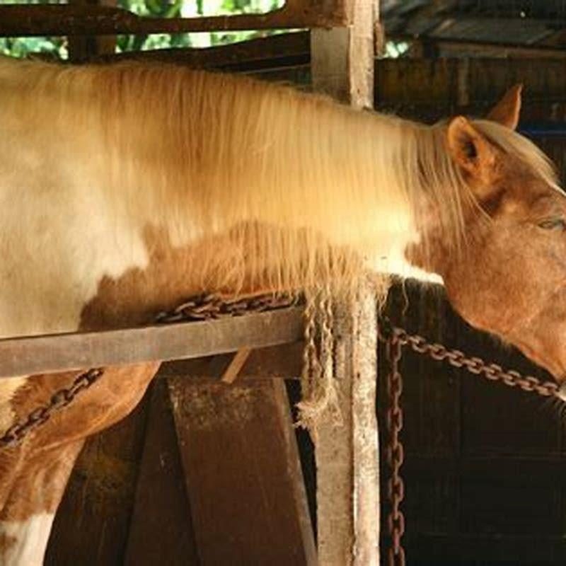 How do horses act when they have colic?