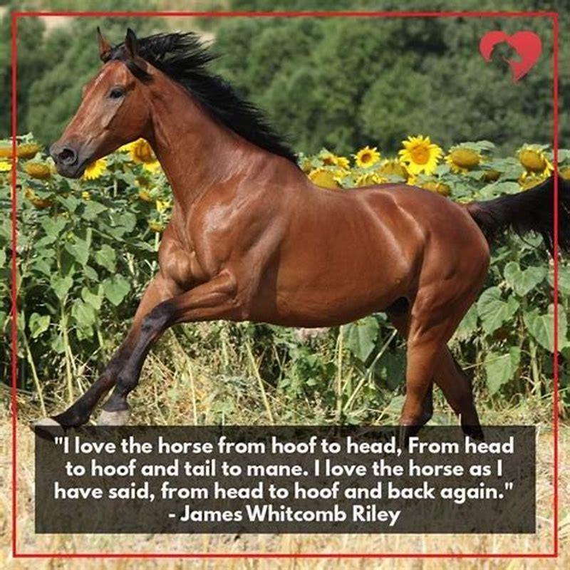 How do horses run for so long?