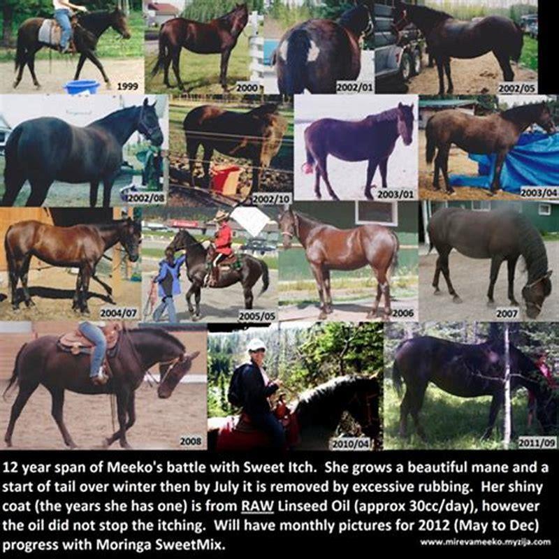 How do I find the history of my horse? - DIY Seattle