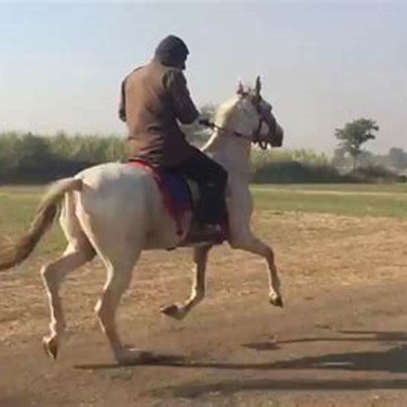 How do I get my pacing horse to rack?