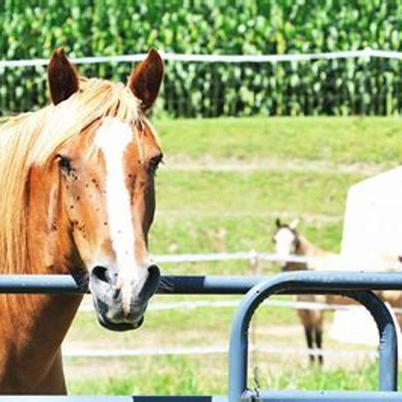 How do I get rid of horse manure UK?