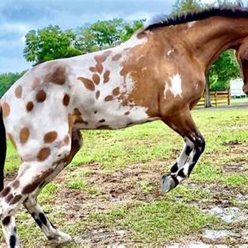 How do I identify an Appaloosa horse?