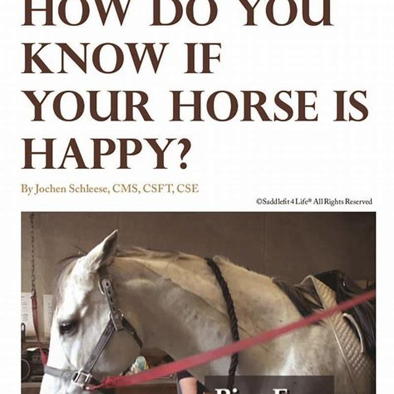 How do I keep my single horse happy?