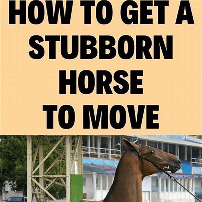 How do I stop my horse from tossing his head?