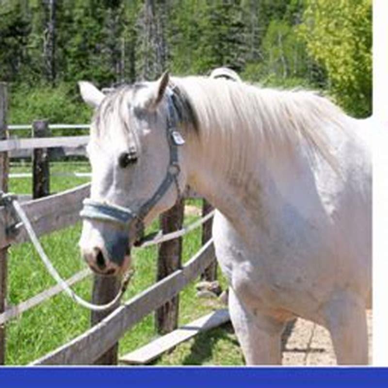 How do I teach my horse to tie quietly?