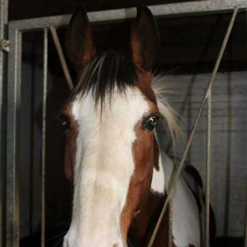 How do I tell my horse I love him?