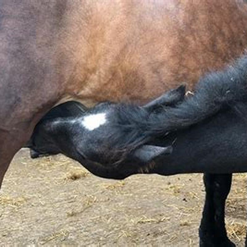 How do mares produce milk?