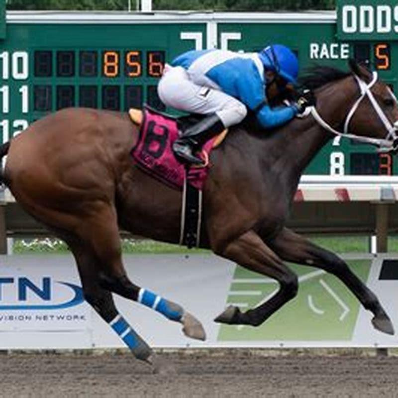 How do odds work in horse racing?