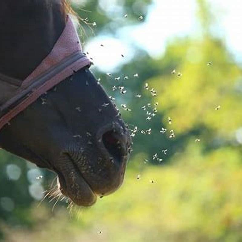 How do they fly a horse?