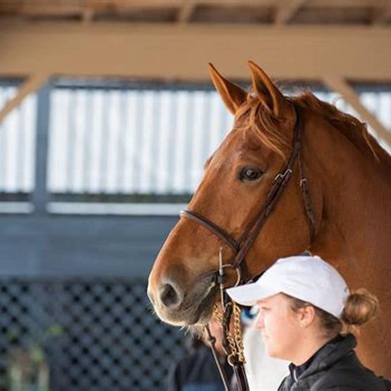 How do you ask a horse to run?