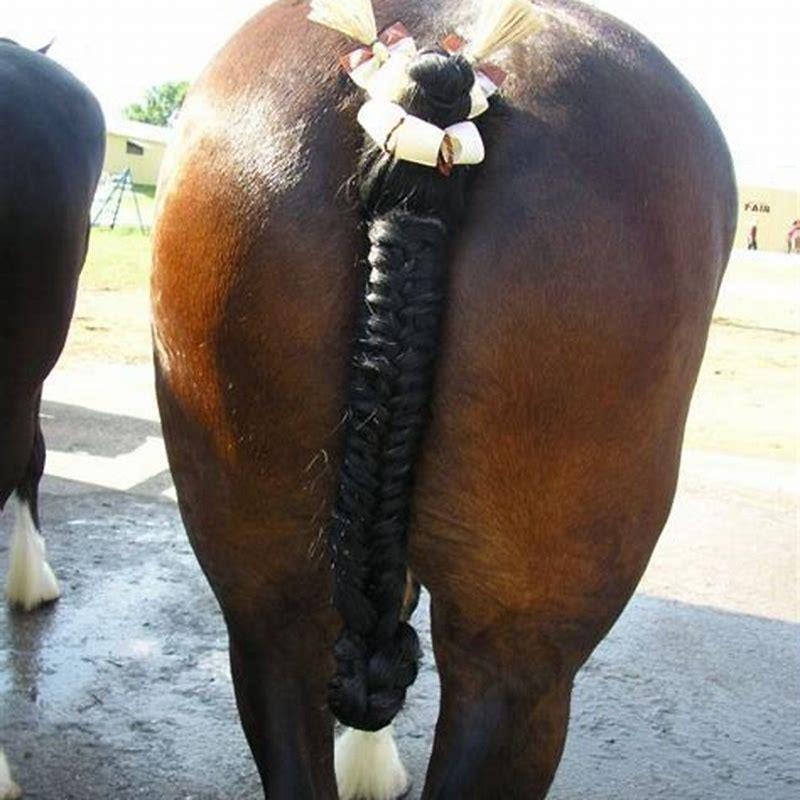 How do you braid a draft horse tail?