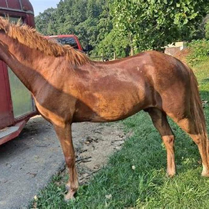 How do you change a horses gait?