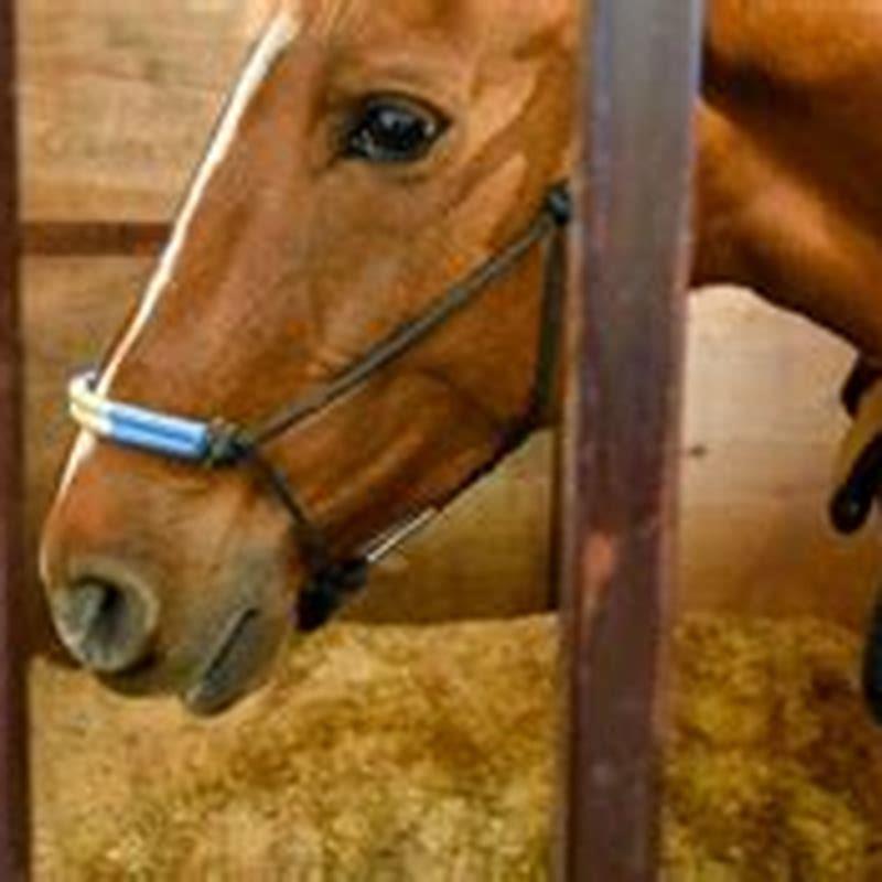How do you clean a horse stall?