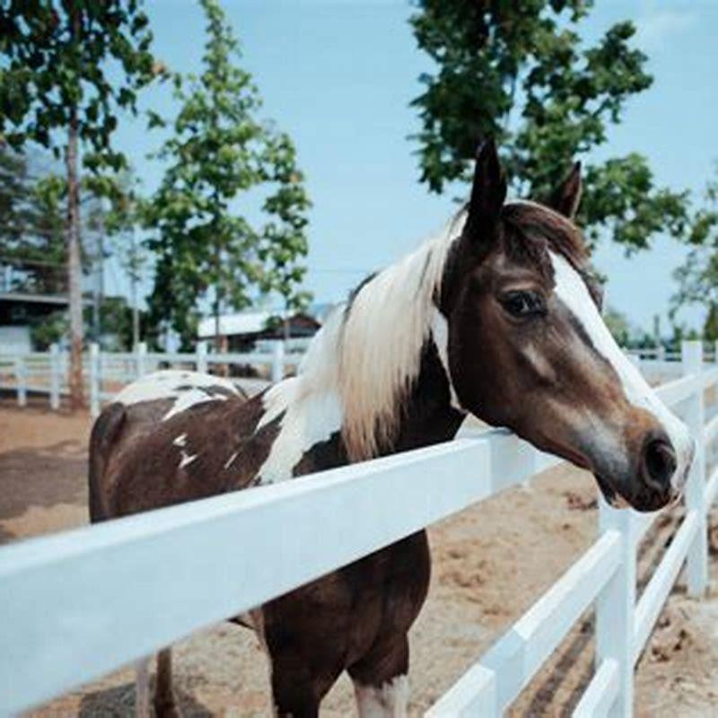 How do you cure a barn sour horse?