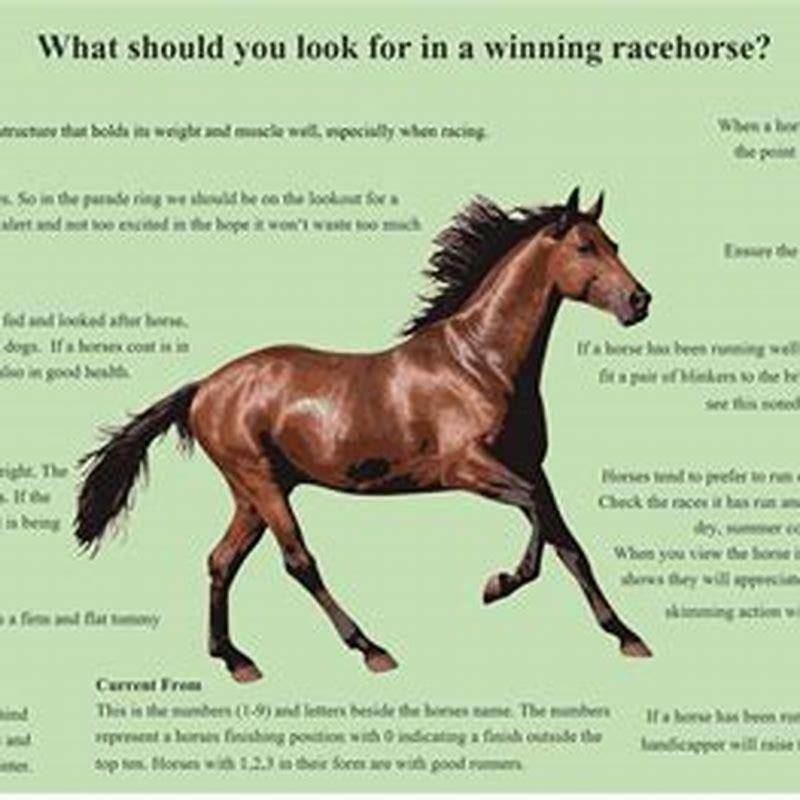 How do you describe a horse race?