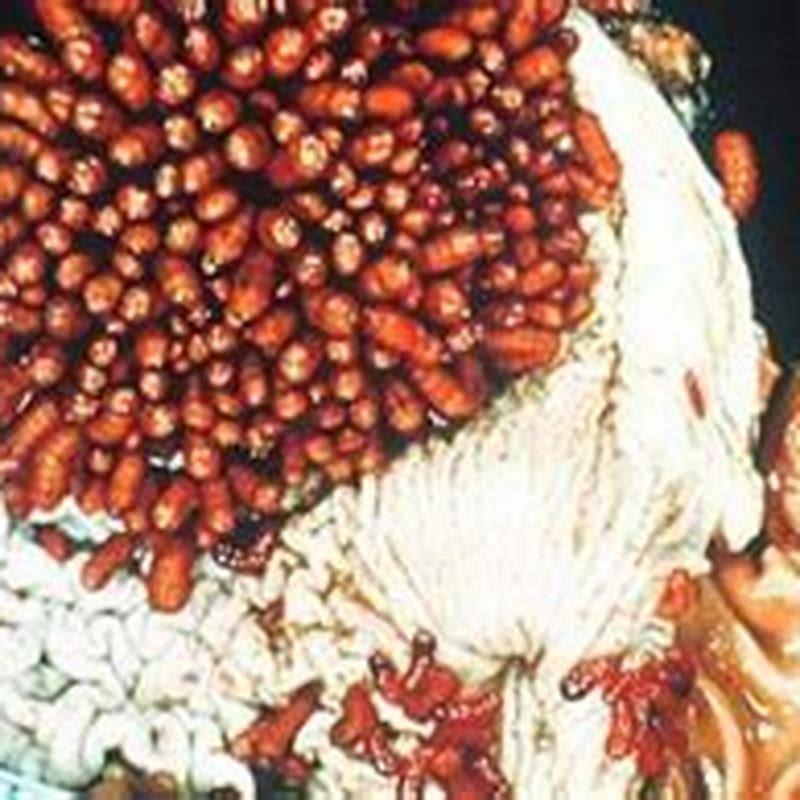 How do you get rid of an infestation of horse flies?