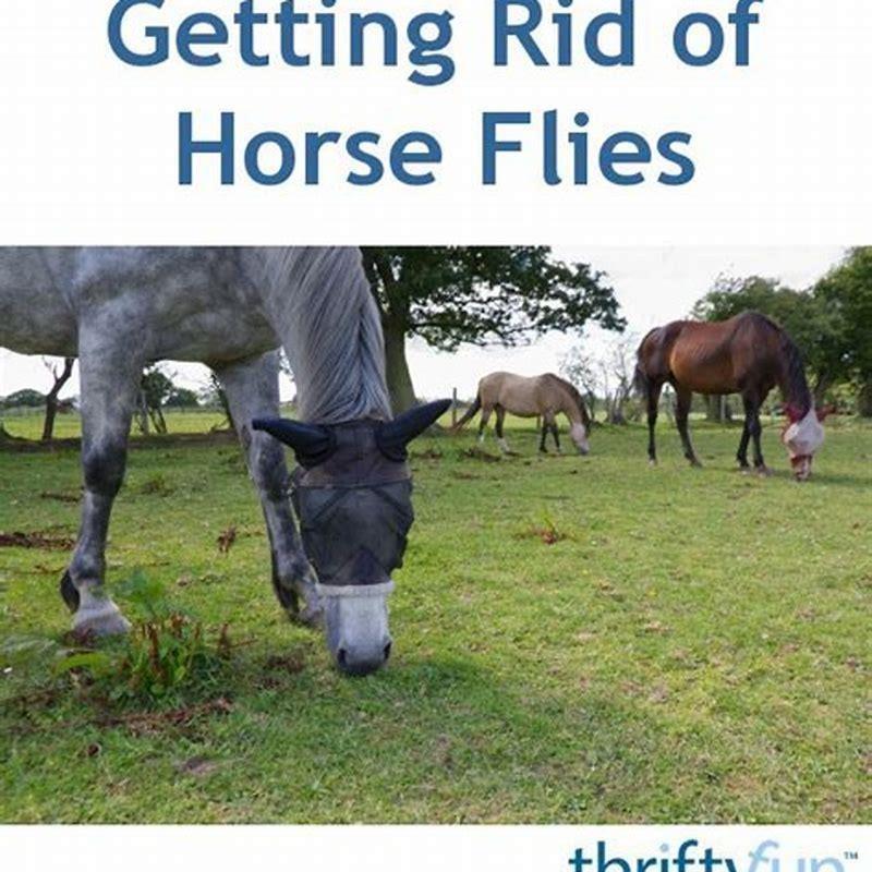 How do you get rid of horse floes?