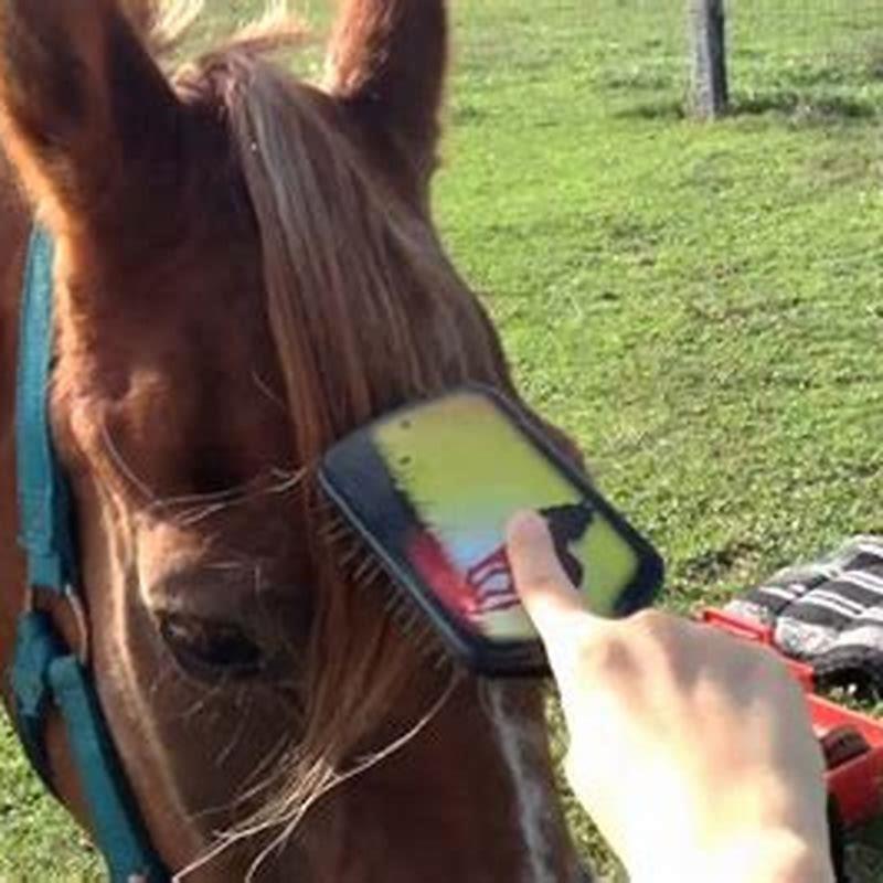 How do you groom a horse for beginners?