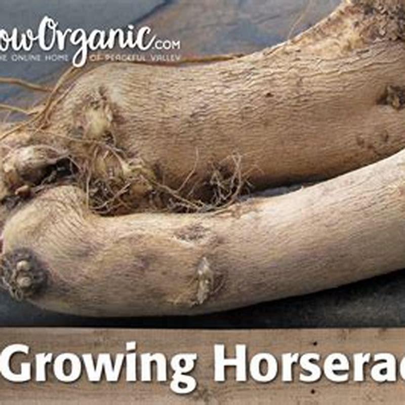 How do you grow horseradish?