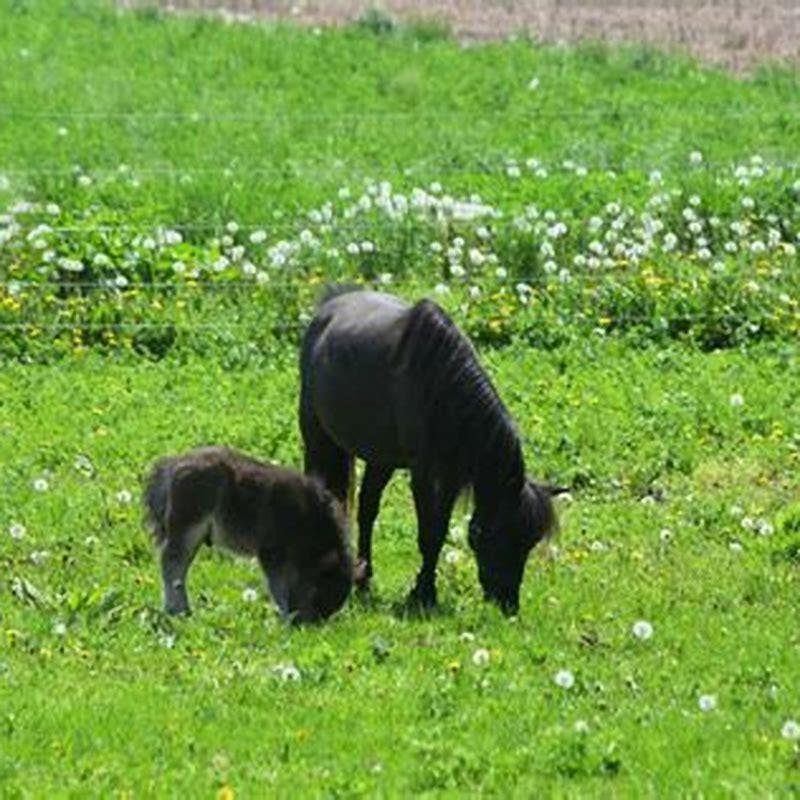 how-do-you-handle-a-mini-horse-diy-seattle