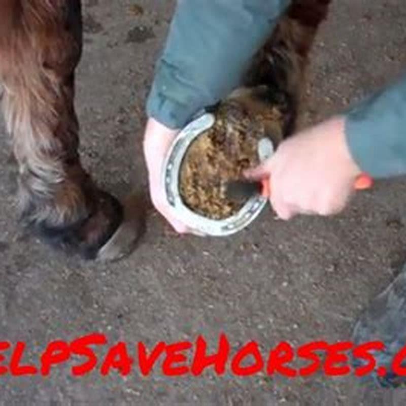 How do you hold a hoof pick?
