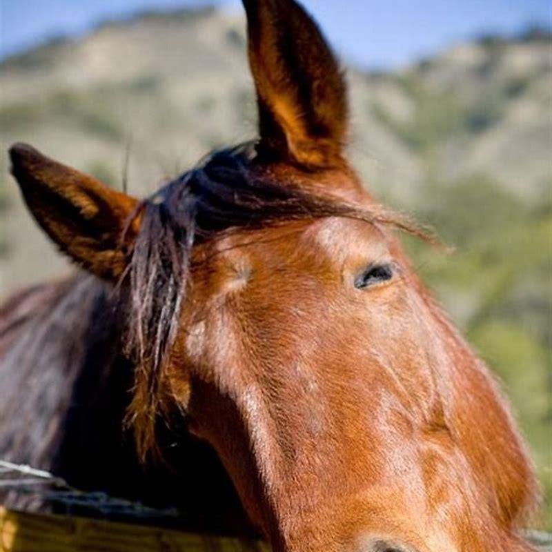 How do you know if your horse is not happy?