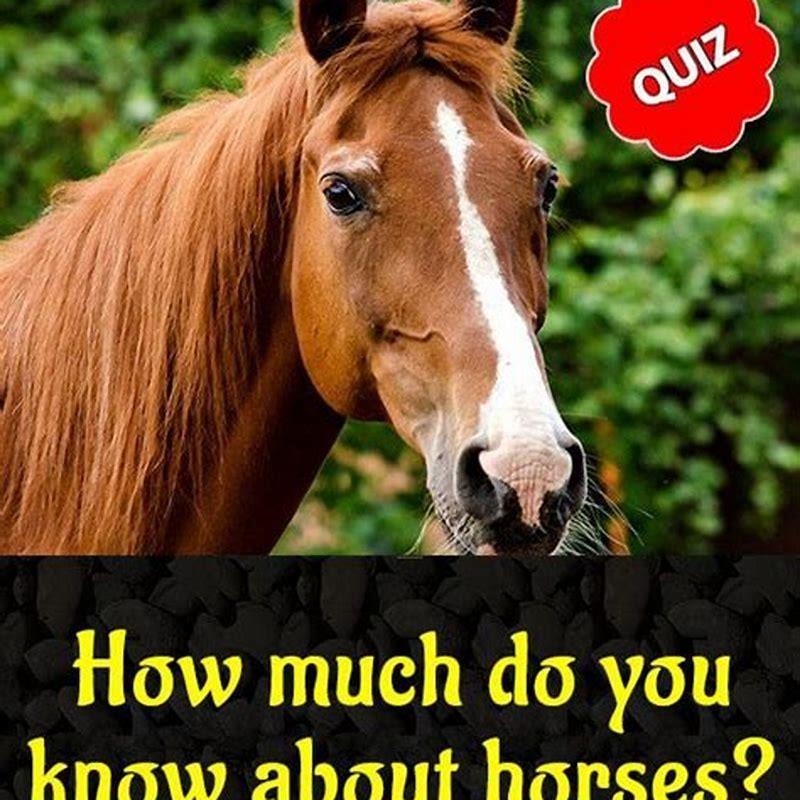 How do you know which horse is the favorite?