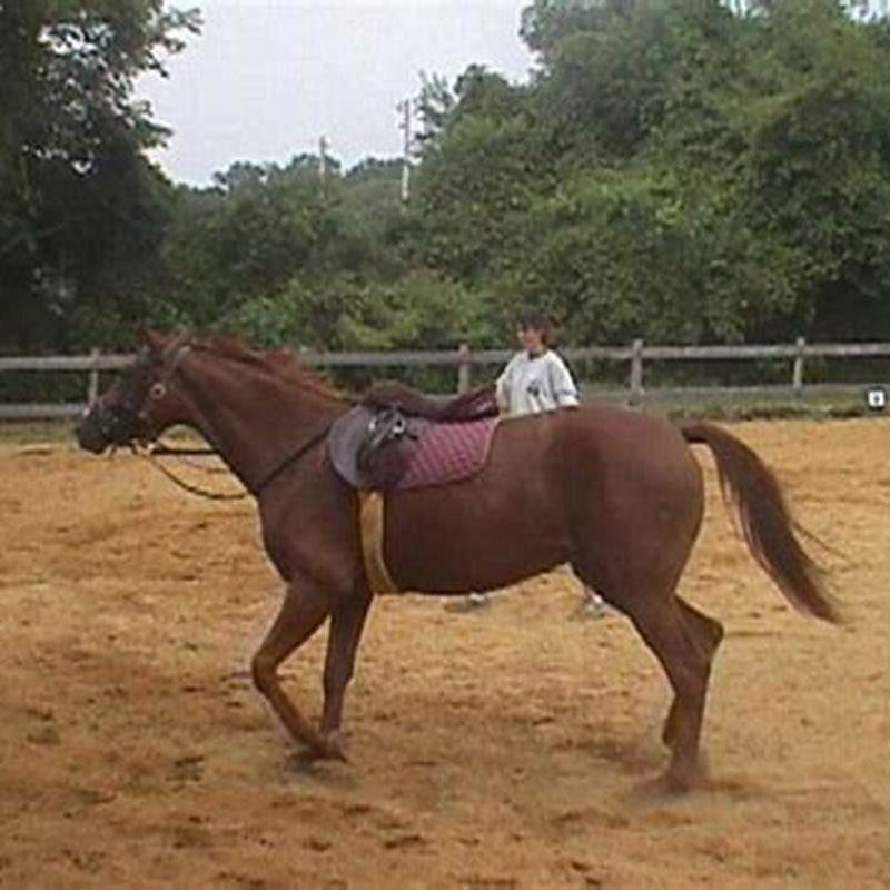 How do you lunge a horse before riding?
