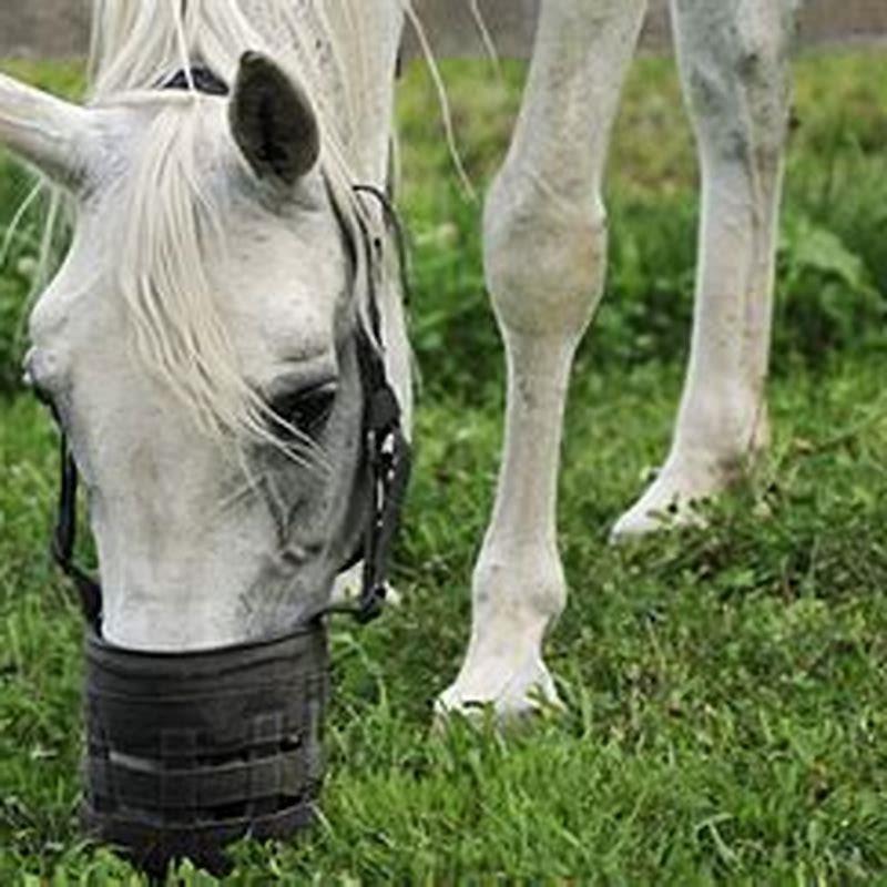 How do you prevent laminitis in horses?