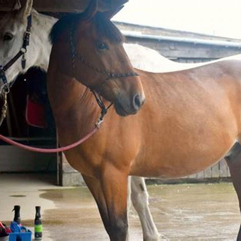 How do you remove horse reins?