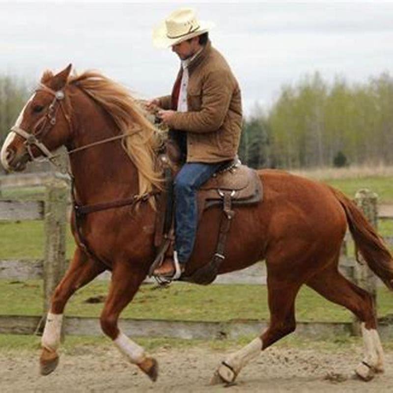 how-do-you-ride-a-western-horse-diy-seattle