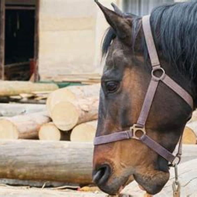 How do you stop a horse from chewing on wood?