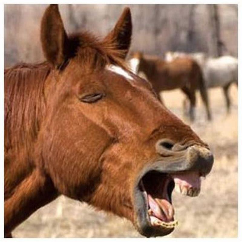 How do you stop a horse from coughing?