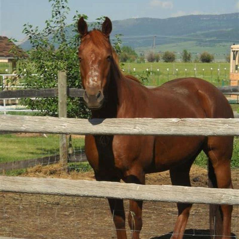 How do you tame a horse in DBO?