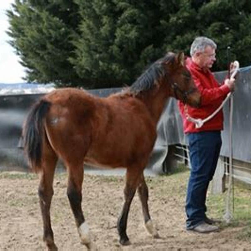 How do you teach a foal to tie up?