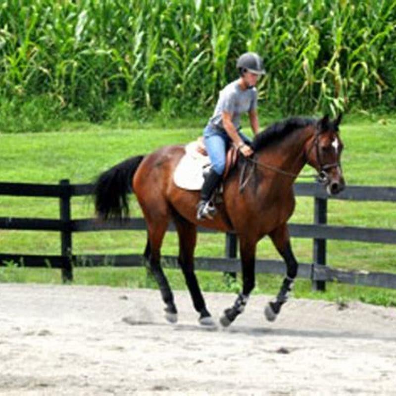 How do you teach a green horse to canter?