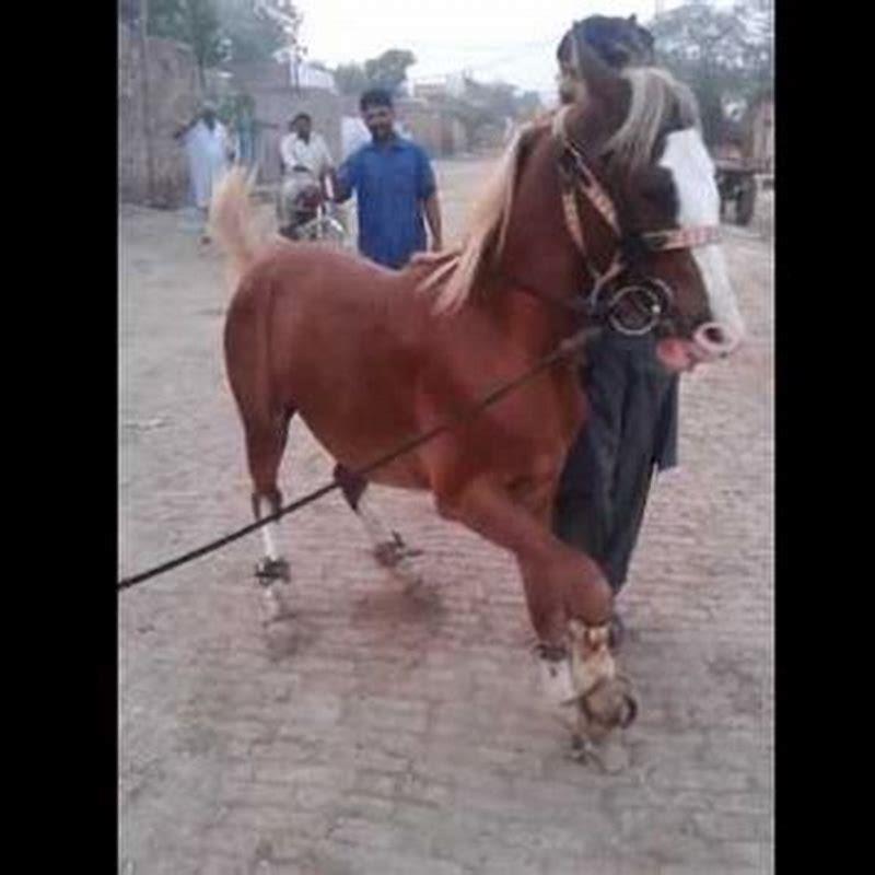 How do you teach a horse to dance?