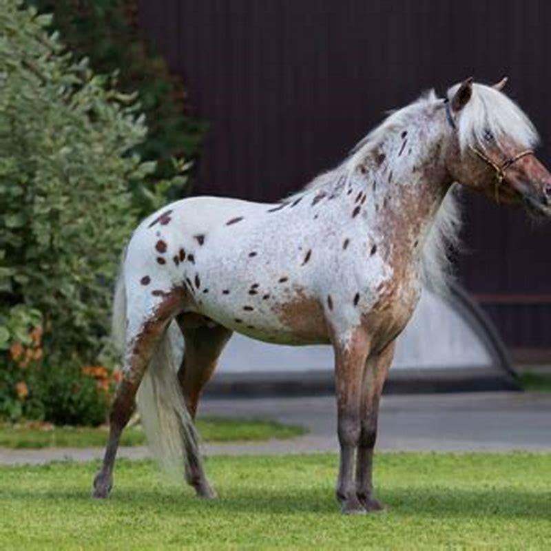 How do you tell if your horse is an Appaloosa?