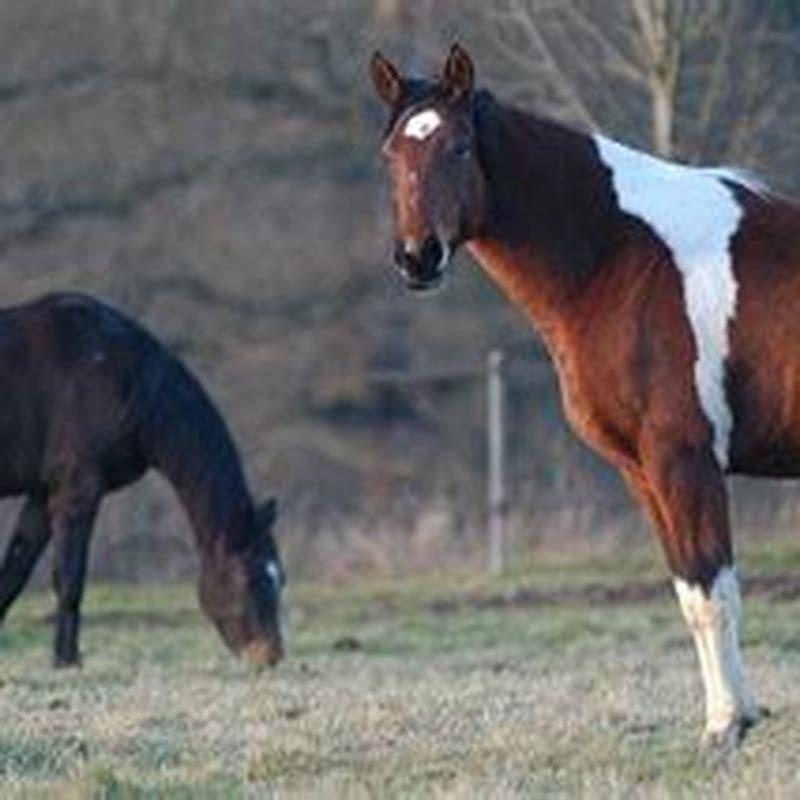 How do you tell if your horse respects you?
