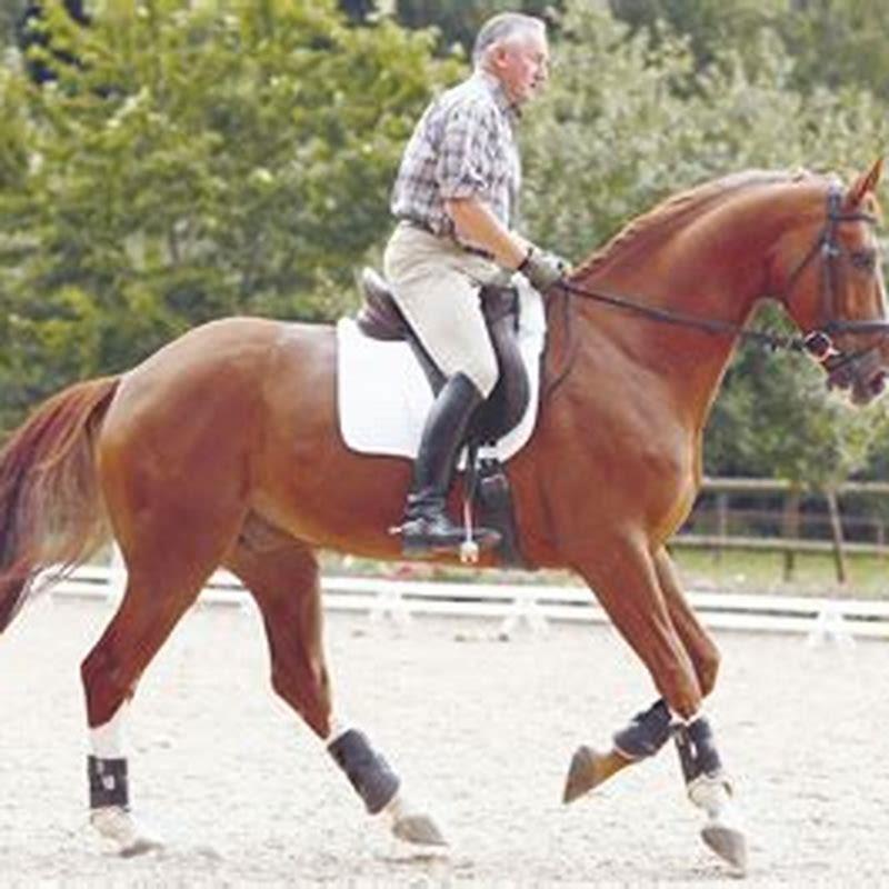 How do you train a horse for dressage?